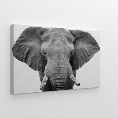 artystyczny-portret-slonia-w-czerni-i-bieli