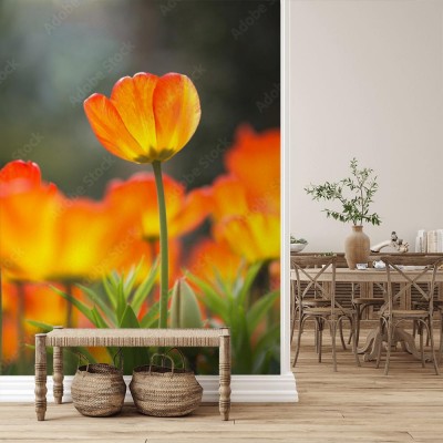 Fototapeta Pojedynczy rozjarzony tulipan w polu