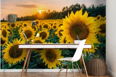 Fototapeta Nieprzebrane połacie plantacji Słoneczników