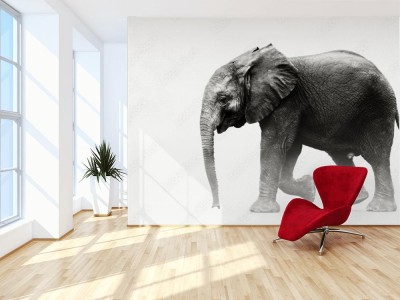 Fototapeta portret słonia na spacerze