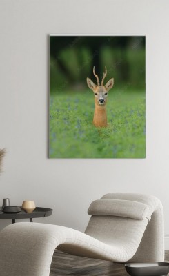 Obraz na płótnie Kozioł - samiec sarny