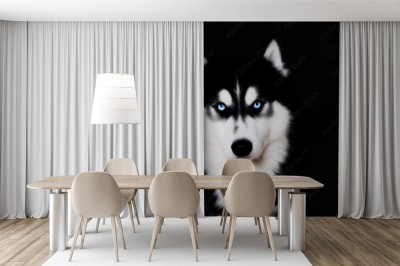 Fototapeta Husky syberyjski na czarnym tle