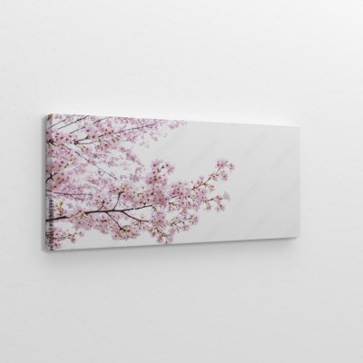 Obraz na płótnie Drzewo sakura