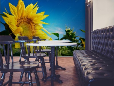 Fototapeta Piękny słonecznik i błękitne niebo