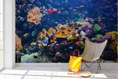 Fototapeta Ryby na tle rafy koralowej