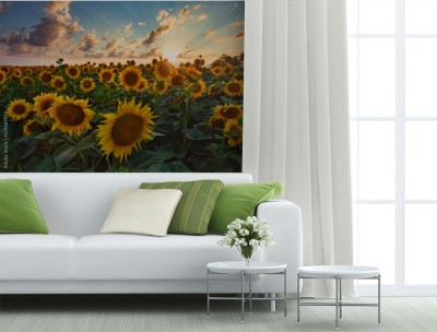 Fototapeta Wiejski krajobraz plantacji słonecznika