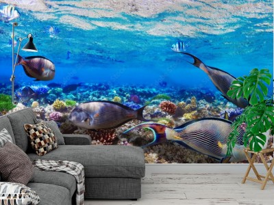 Fototapeta Krajobraz podwodnej panoramy morza Czerwonego