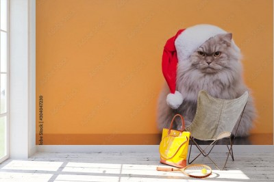 Fototapeta Puszysty kot w czapce mikołaja