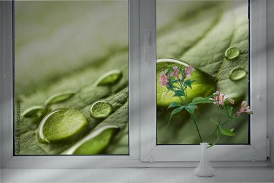 Folia na okno łazienkowe Krople wody na zielonym liściu