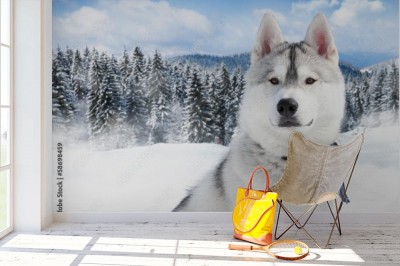 Fototapeta portret - husky syberyjski