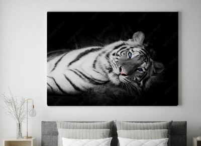 Obraz na płótnie Biały Tygrys