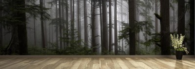 Fototapeta mroczny las w Canadzie