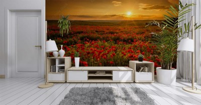 Fototapeta Pole maków o zachodzie słońca