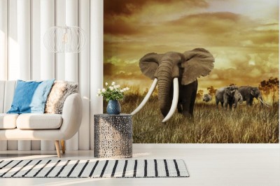 Fototapeta Słoń o wschodzie słońca