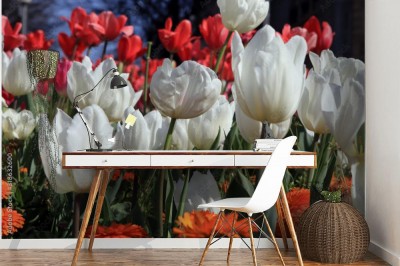 Fototapeta Tulipany w ogrodzie