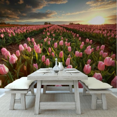 Fototapeta Zachód słońca nad różowym polem tulipanów