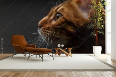 Fototapeta Bengalski kot z profilu