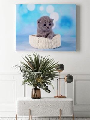 Obraz na płótnie Śliczny mały kotek na błękitnym tle