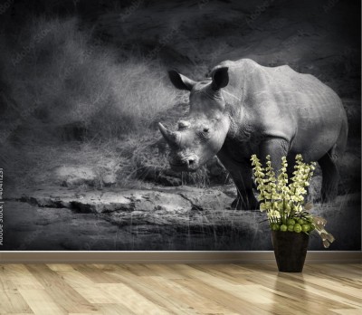 Fototapeta Biały nosorożec