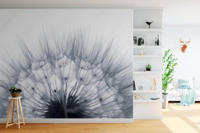 Fototapeta Mniszek lekarski