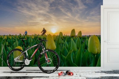 Fototapeta Turysta w rowerowej przejażdżce wzdłuż tulipanowych pól w Amsterdamie