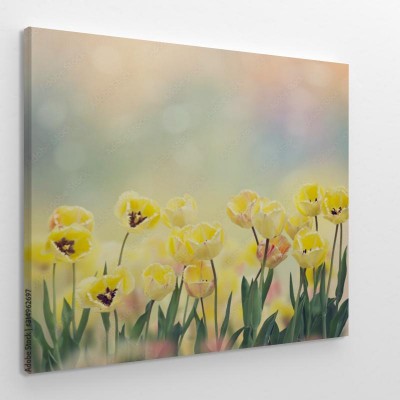 Obraz na płótnie Kwitnące żółte tulipany