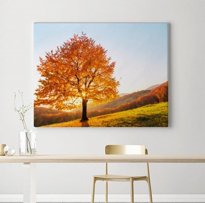 Obraz na płótnie Majestatyczny buk i rozświetlone żółte liście