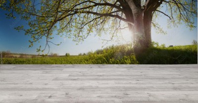 Fototapeta Dąb w ciekawym ujęciu Panoramicznym