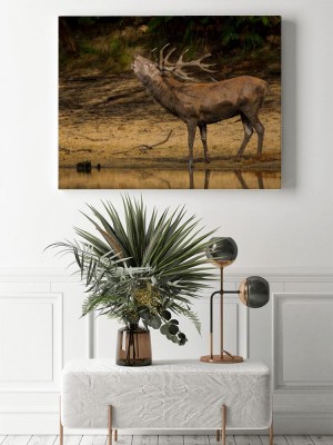 Obraz na płótnie Ryczący jeleń przy wodopoju