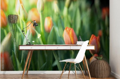 Fototapeta Piękny bukiet tulipanów