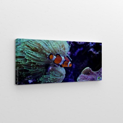 ocellaris-clownfish-amphiprion-ocellaris