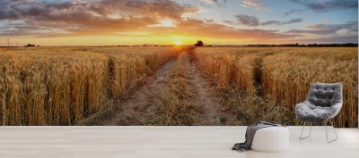 Fototapeta Pole pszenicy o zachodzie słońca