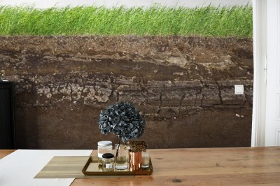 Fototapeta Trawa i gleba w przekroju