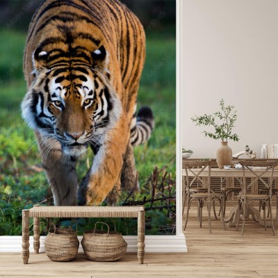 Fototapeta Tygrys syberyjski na trawie