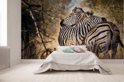 Fototapeta Zebra w miłości