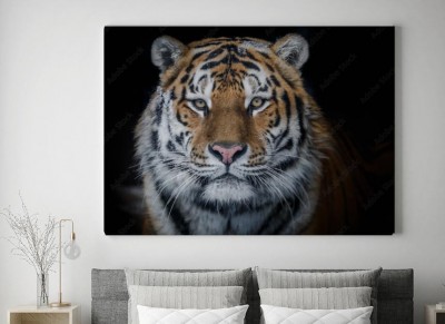 Obraz na płótnie Tygrys amurski - doskonały portret