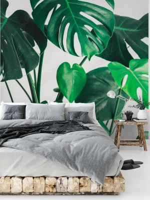 liscie-monstera