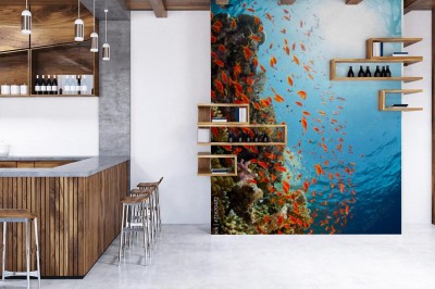 Fototapeta Morze Czerwone