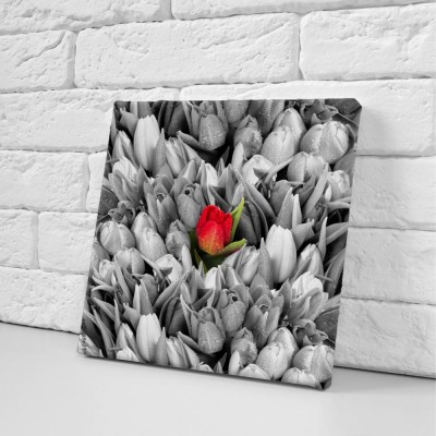czerwony-tulipan-na-czarno-bialym-tle