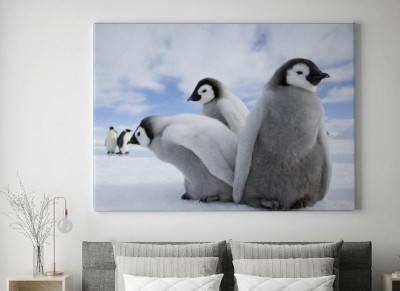 Obraz na płótnie Pingwiny wysiadujące jaja