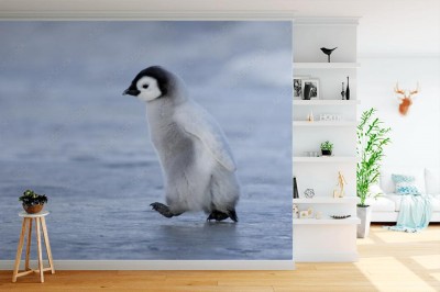 Fototapeta Pierwszy spacer