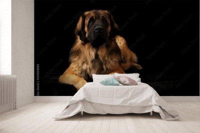 Fototapeta Pies na czarnym tle