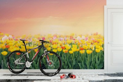 Fototapeta Kolorowe pola tulipanów