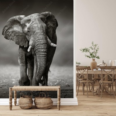 Fototapeta Szarżujący Słoń