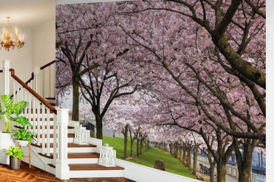 Fototapeta Rzędy drzew kwitnącej wiśni