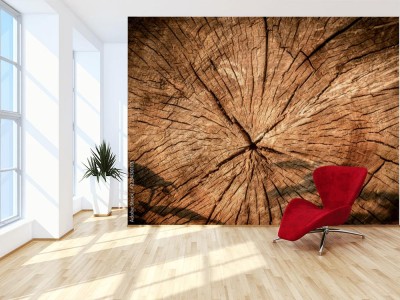 Fototapeta Struktura ściętego drzewa