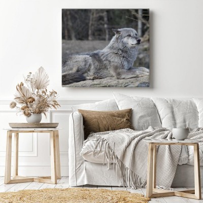Obraz na płótnie Wilk