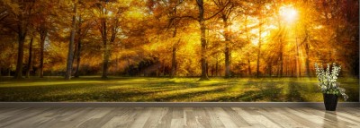 Fototapeta Jesienna lina horyzontu z pięknym lasem liściastym