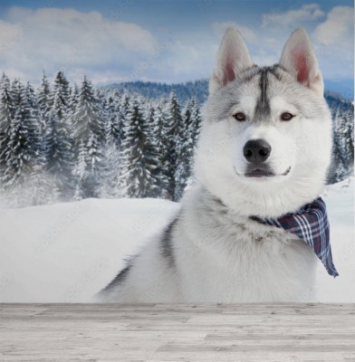 Fototapeta portret - husky syberyjski