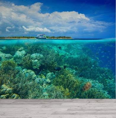 Fototapeta Rafa koralowa w przekroju